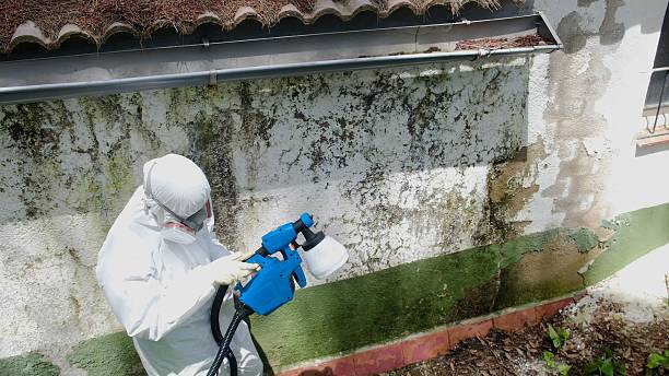 Top rated local Mold Removal specialists in Spring Lake, NC